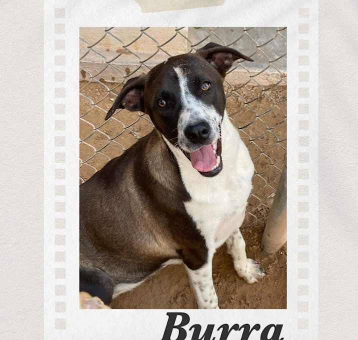Photo of Burra