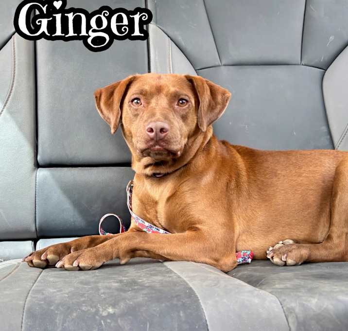 Photo of Ginger