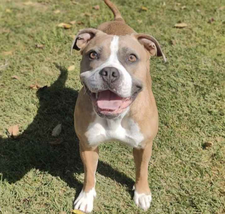 Photo of Pickles