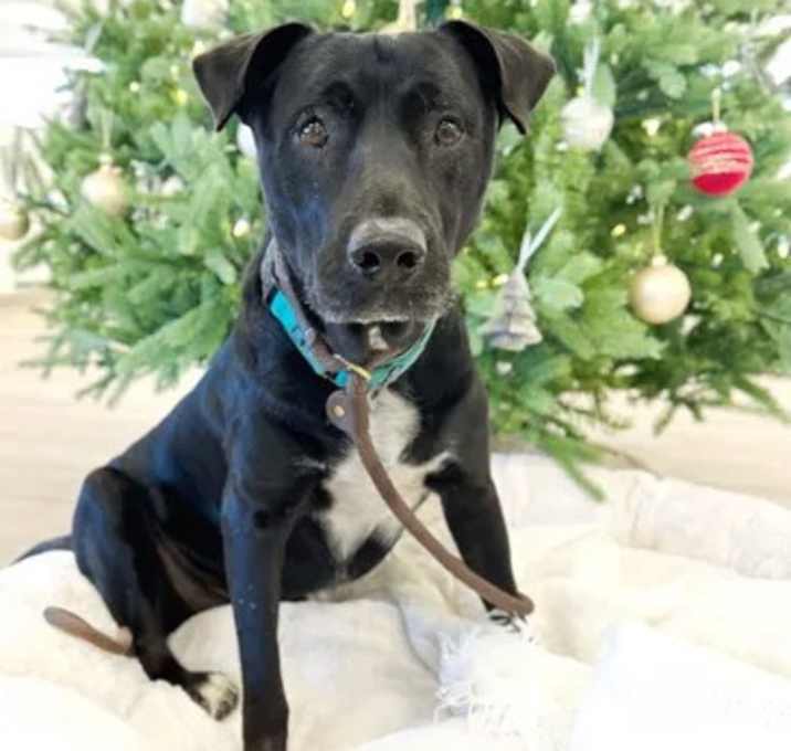Photo of Buddy