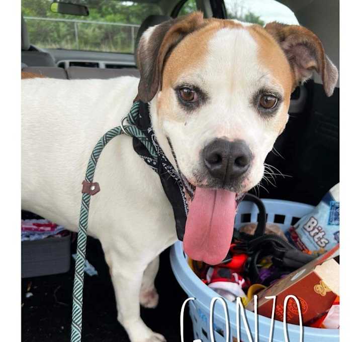 Photo of Gonzo - Needs a Hero Foster or Adopter!