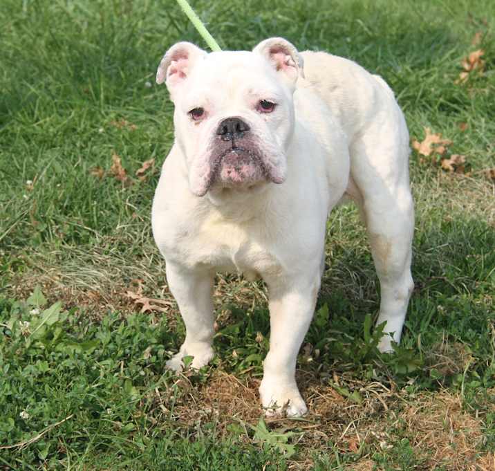 Photo of Bailey (Deaf/Spayed)