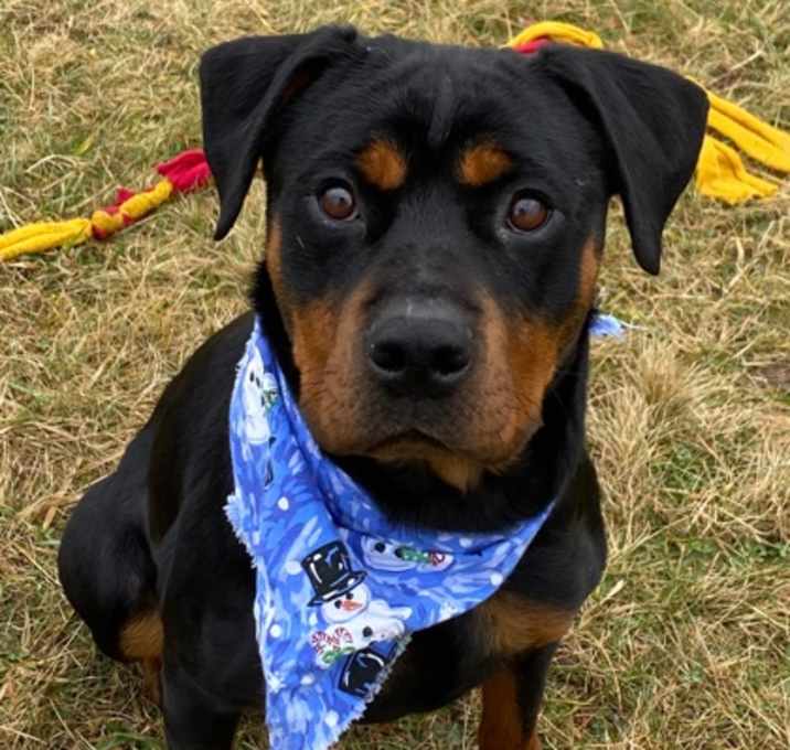 Photo of Bailey