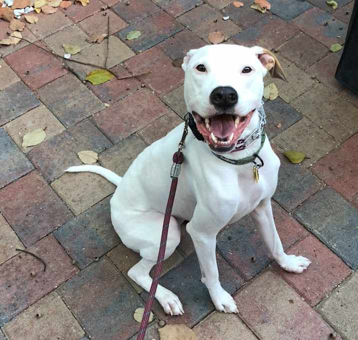 Photo of Rosie