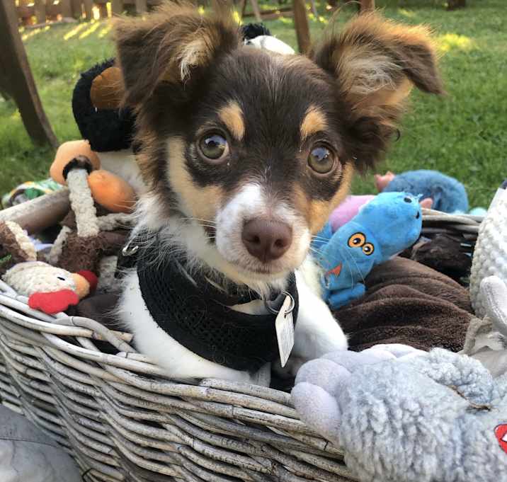 Photo of Charlie (Special Needs)
