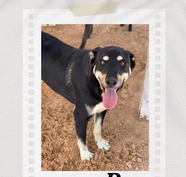 Photo of Ron