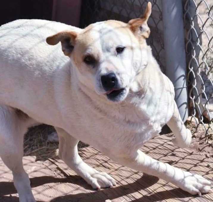 Photo of Daisy
