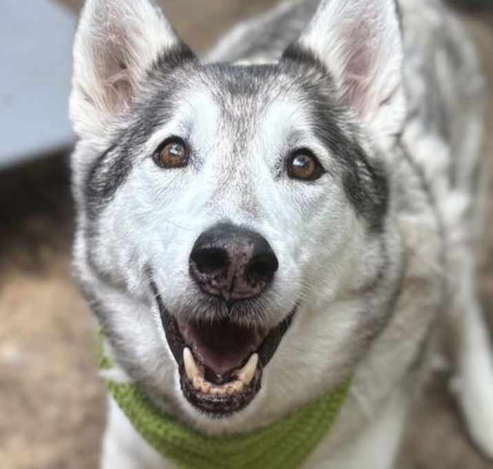 Photo of Rebel