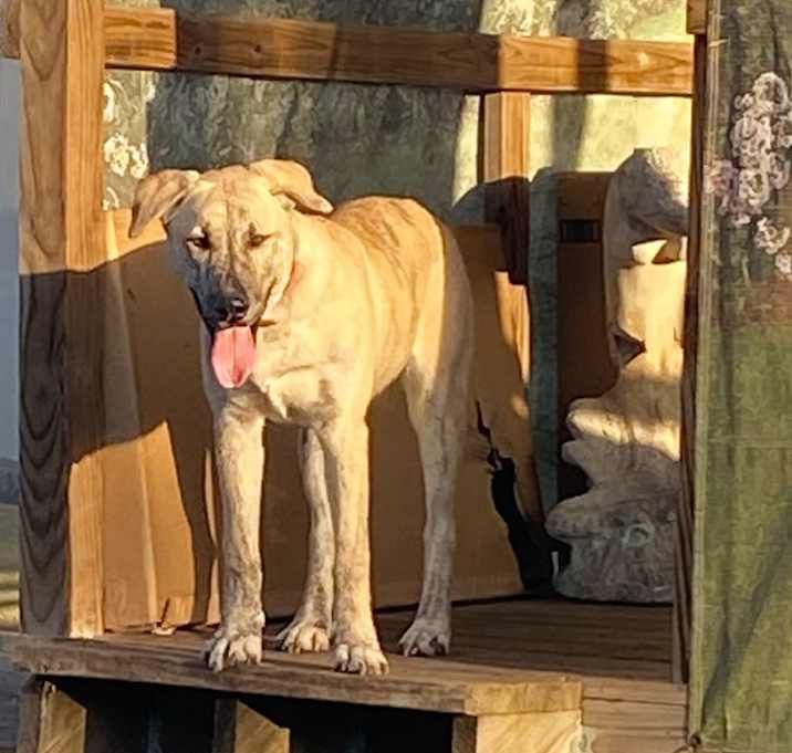 Photo of sampson