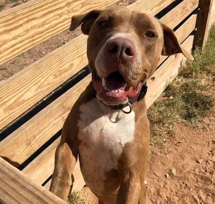Photo of Remy