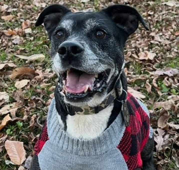 Photo of Roscoe in Scottsville VA