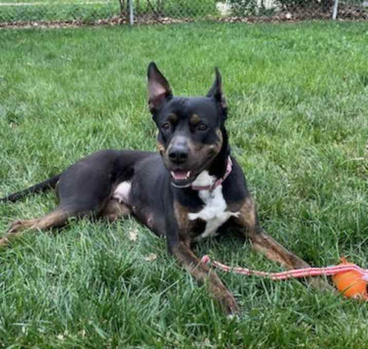 Photo of Bella