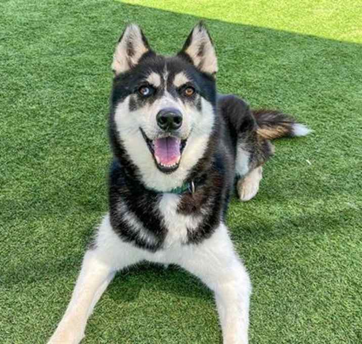 Photo of STRIKER