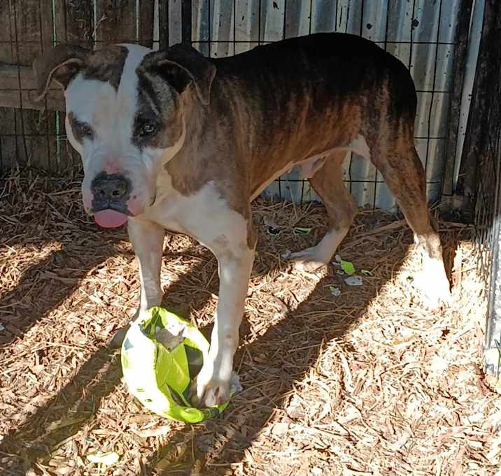 Photo of Petey