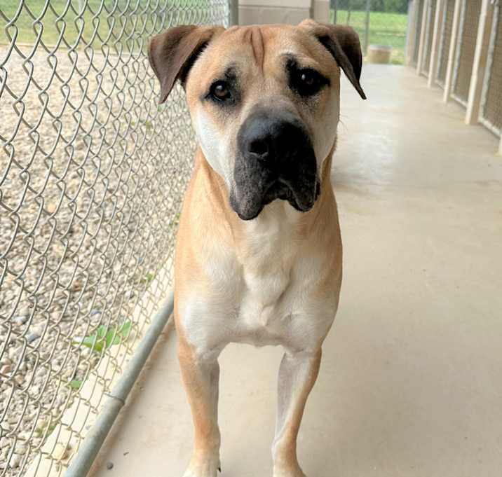 Photo of Archie