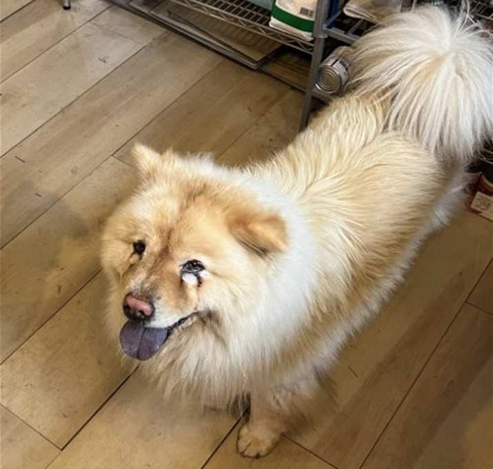 Photo of Honey