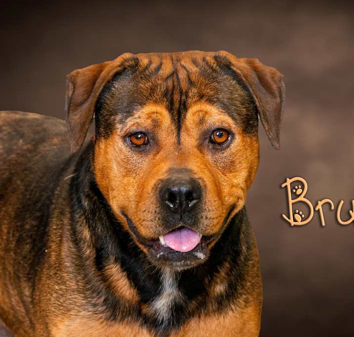 Photo of Bruno