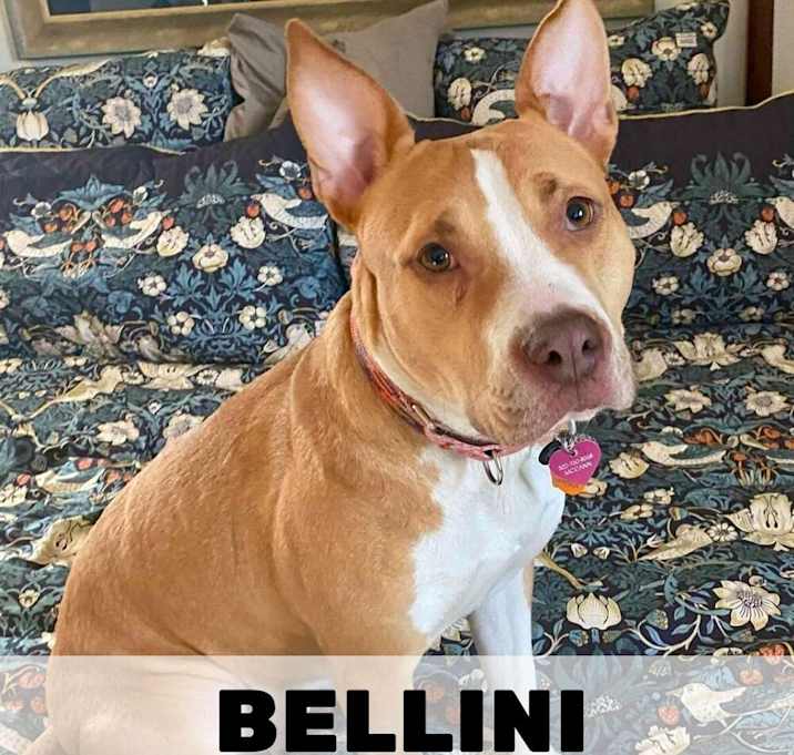 Photo of Bellini