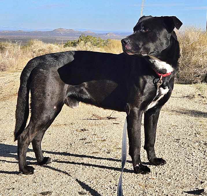 Photo of Malcolm 2 yr old good boy!