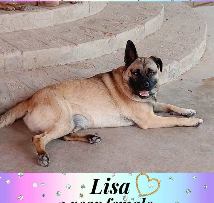 Photo of LISA -2 YEAR PUG MIX