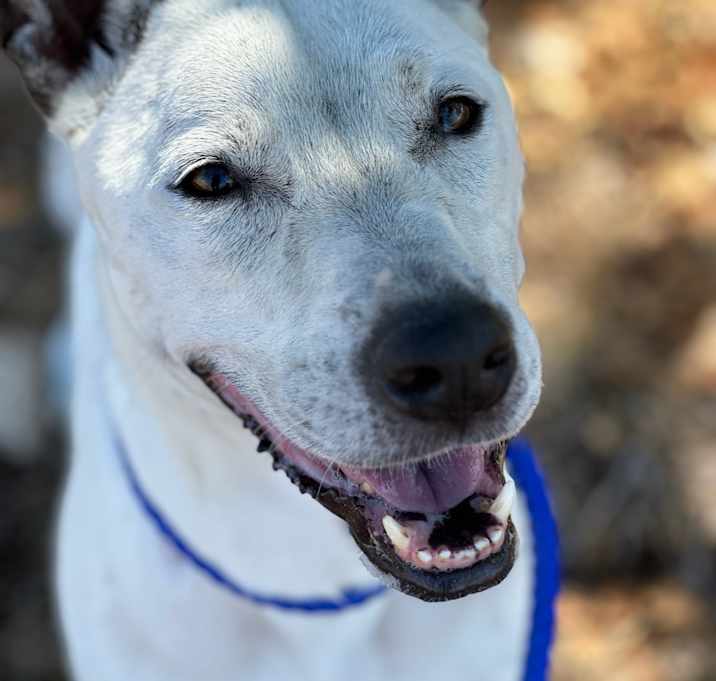 Photo of Ghost