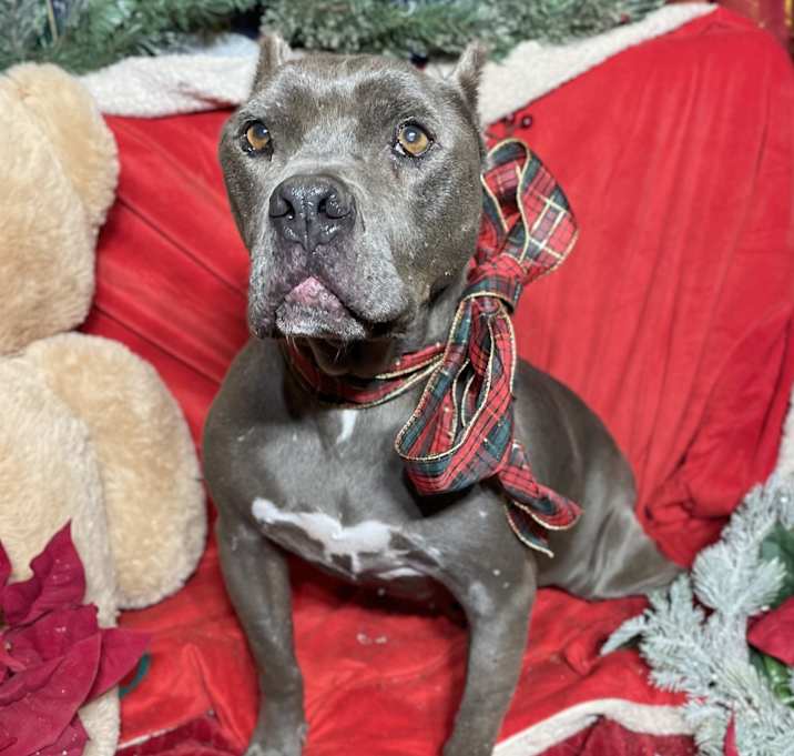 Photo of Naomi-Senior Dog