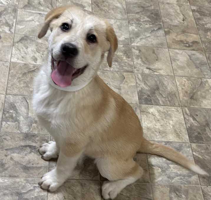 Photo of Dasher