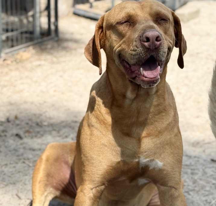 Photo of Dexter
