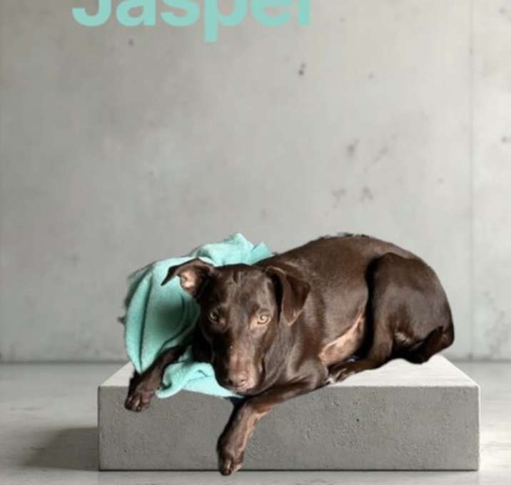 Photo of Jasper