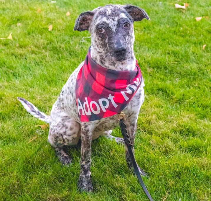 Photo of Kali