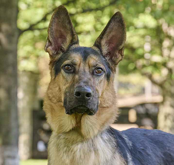 Photo of Diesel