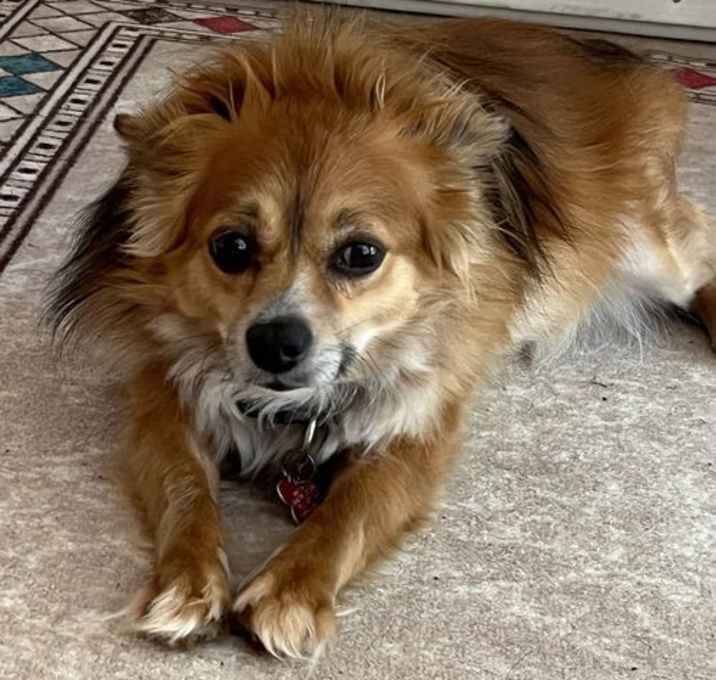 Photo of Koda Walworth Kramer