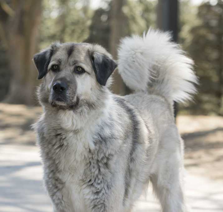 Photo of Sirius