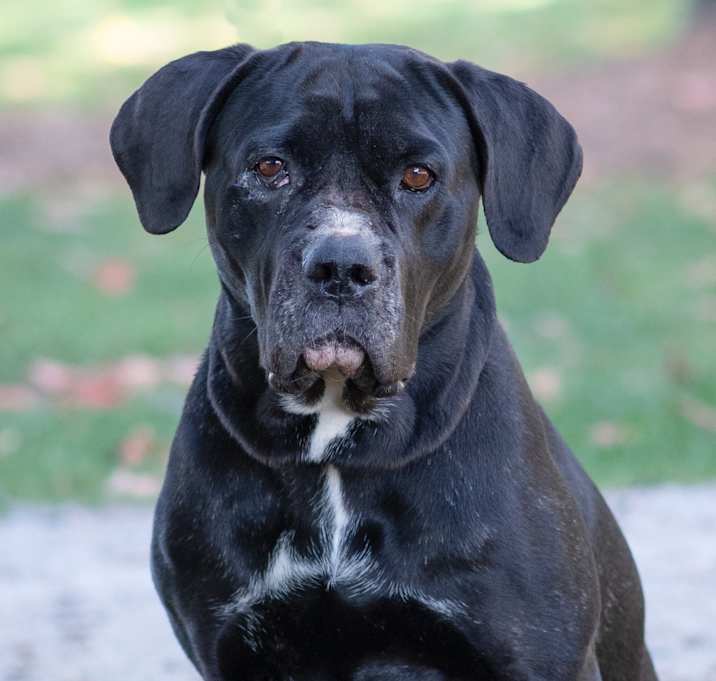 Photo of Stella