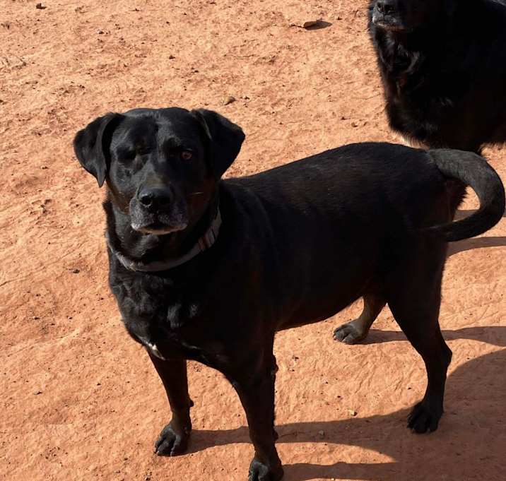 Photo of Sarge