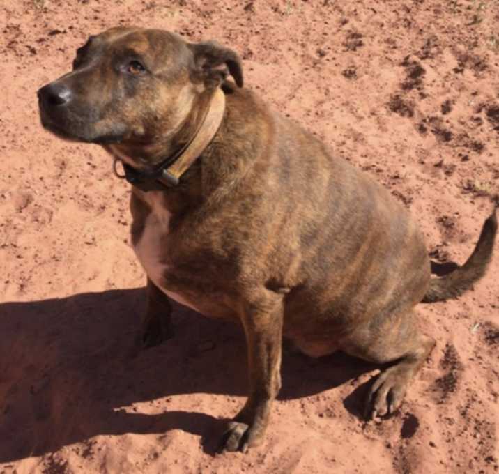 Photo of Buddy