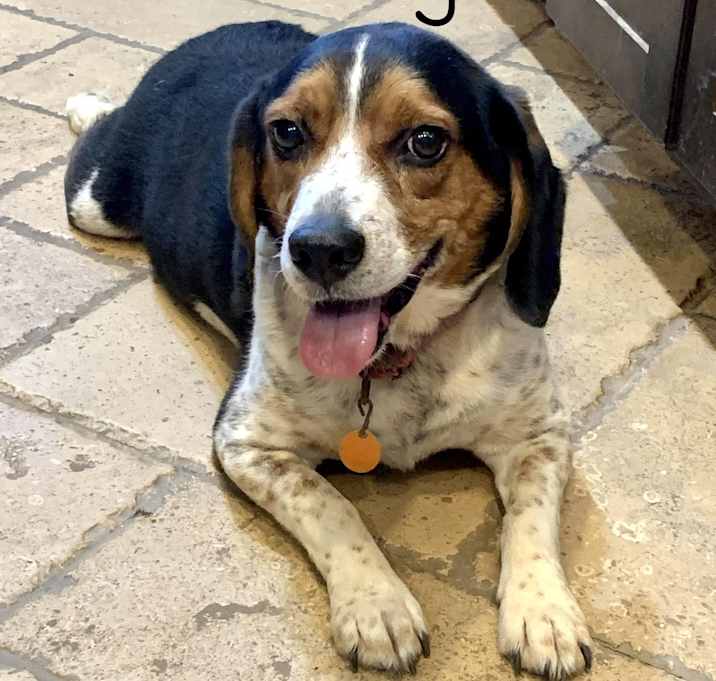 Photo of Buddy - OK