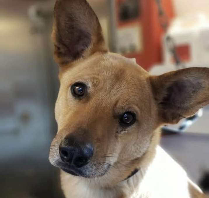 Photo of Toby