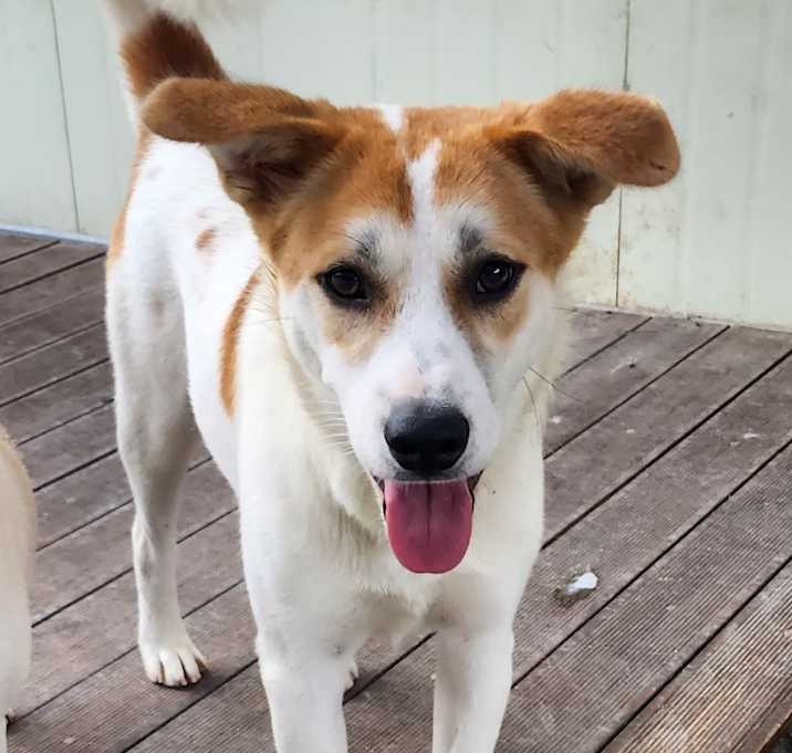 Photo of Cookie