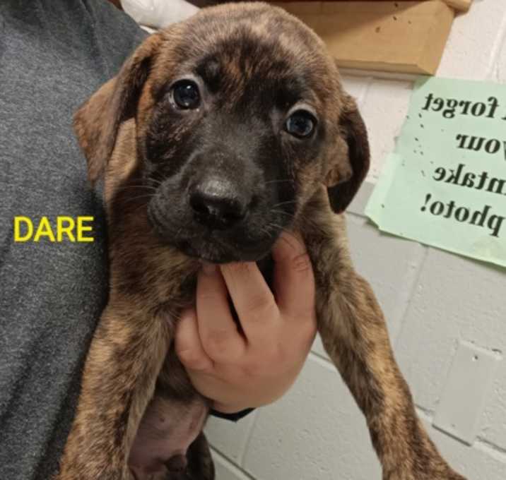Photo of DARE