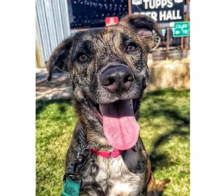 Photo of Batpups: Gordon PKA Mr. Beans
