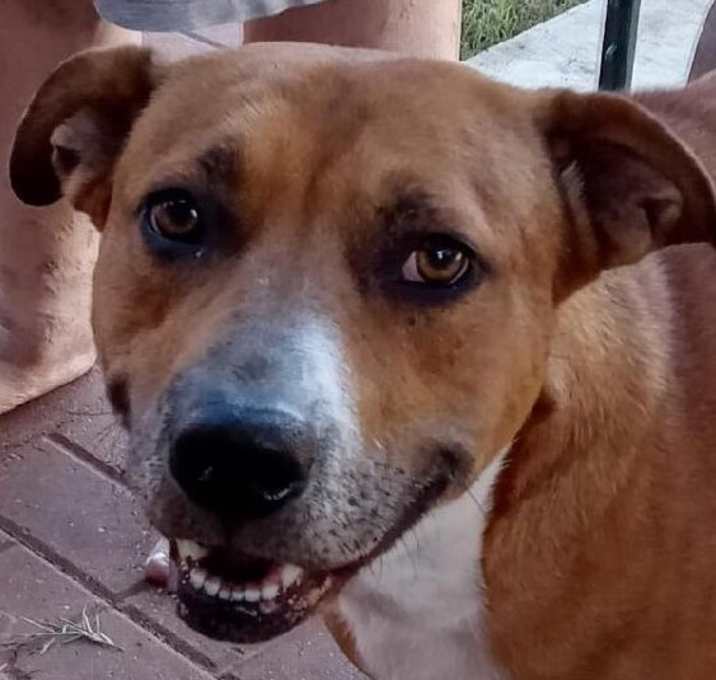 Photo of Puppy (CP)