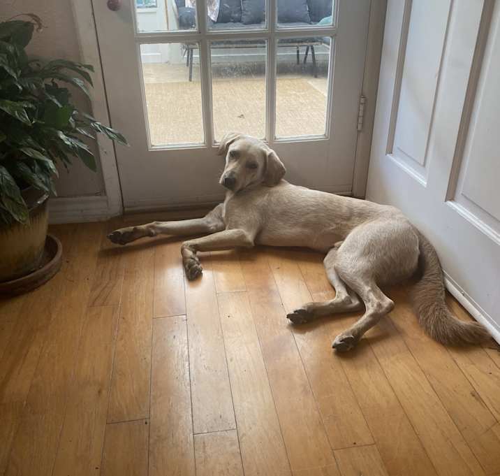 Photo of Beau