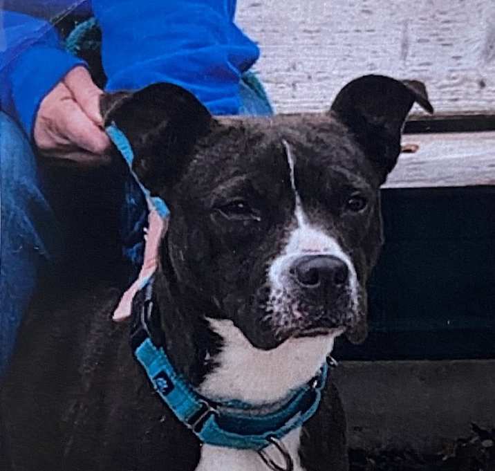 Photo of Pebbles