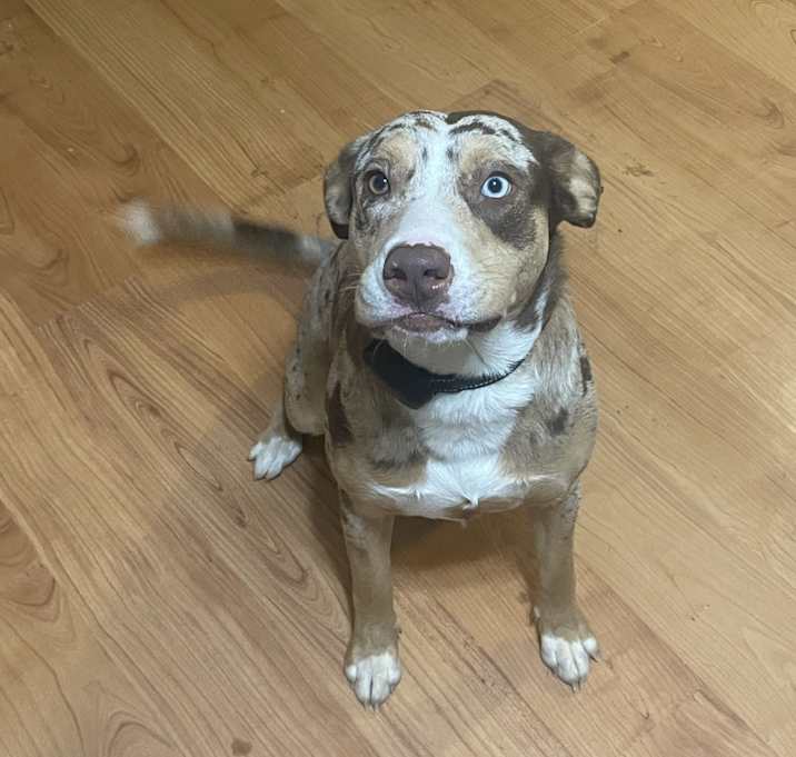 Photo of Whiskey