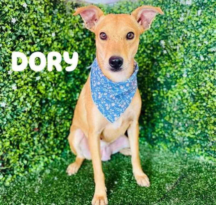 Photo of Dory