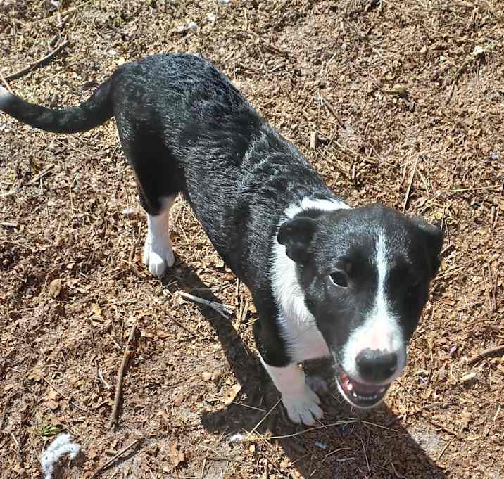Photo of Puppy2