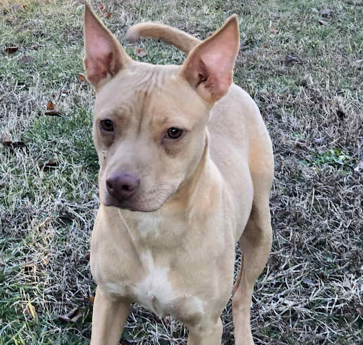 Photo of Honey