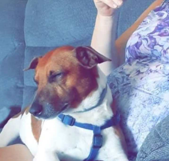 Photo of Rusty *