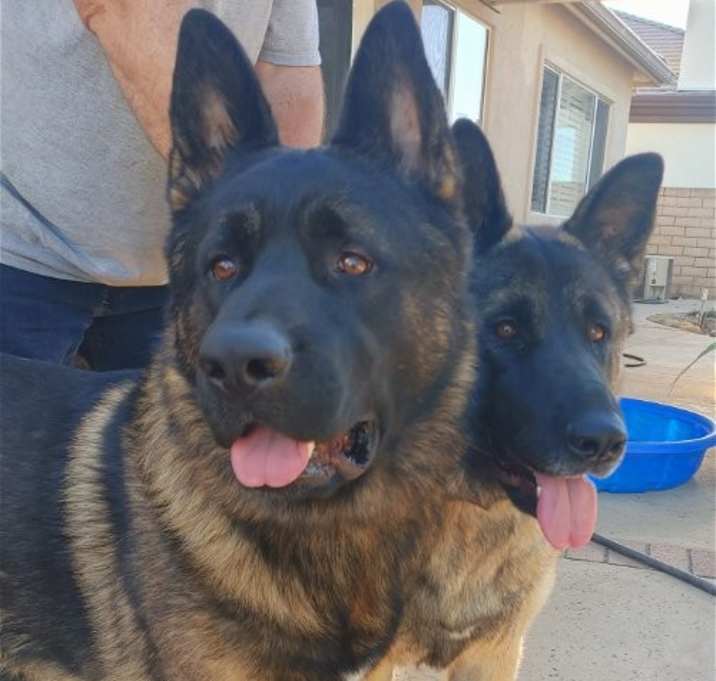 Photo of Eclipse and Shade